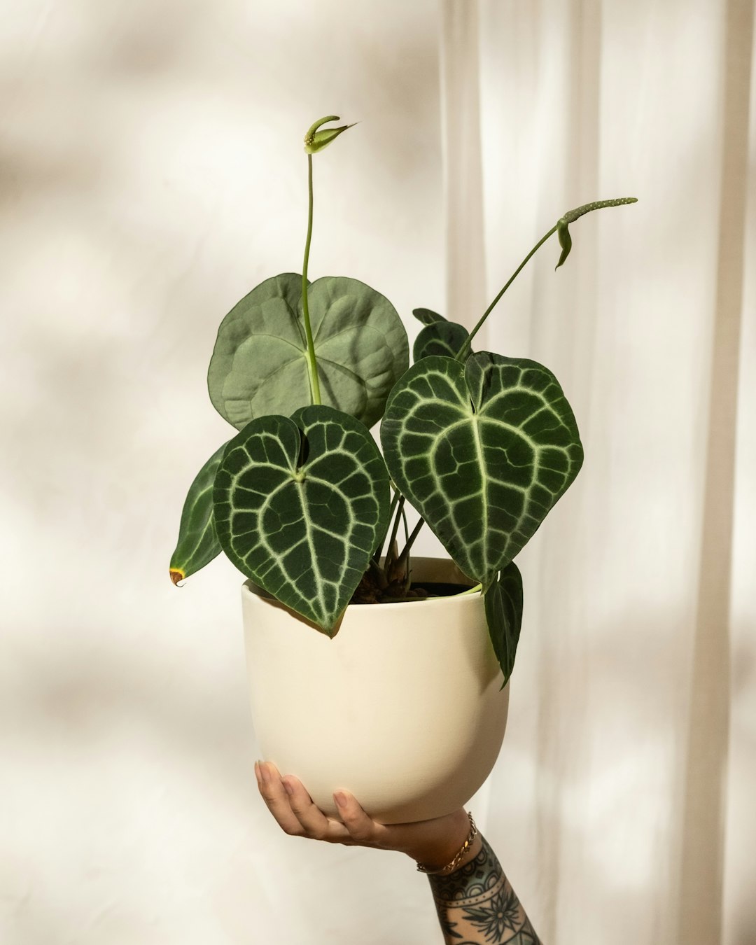 Photo by feey A hand holds a potted plant with large, veined leaves.